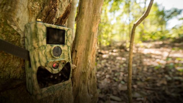 Camera trap on a tree
