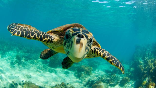 Sea turtle, (Chelonia mydas) swimming underwater, Nosy Be, North Madagascar.