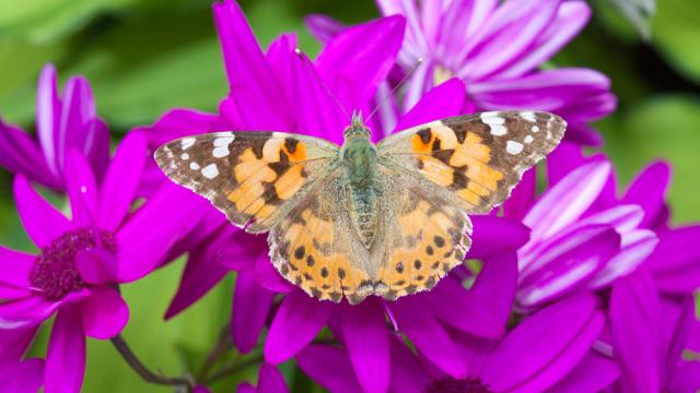 A Painted Lady butterfly feeding on garden flowers, UK.