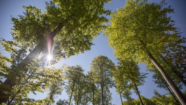 Forest sky © James Morgan / WWF