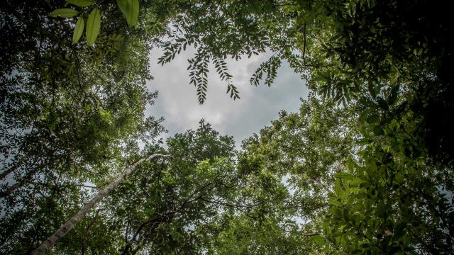 Rattan Forest Canapy