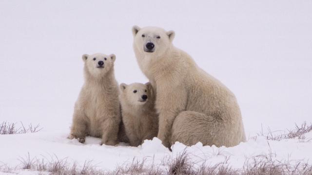 Polar bear sitting with two cubs