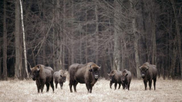 Bison herd, Bialowieski National Park, Poland - © Klein & Hubert / WWF