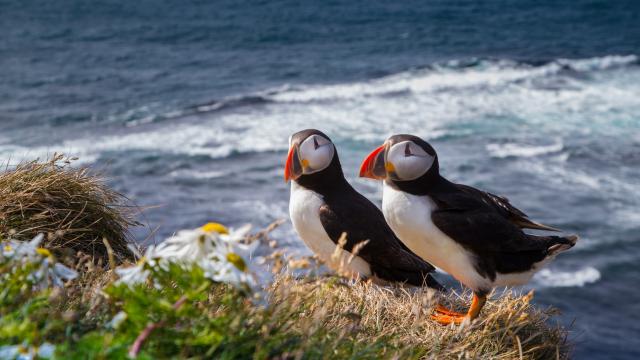 Picture of two atlantic puffins by the ocean