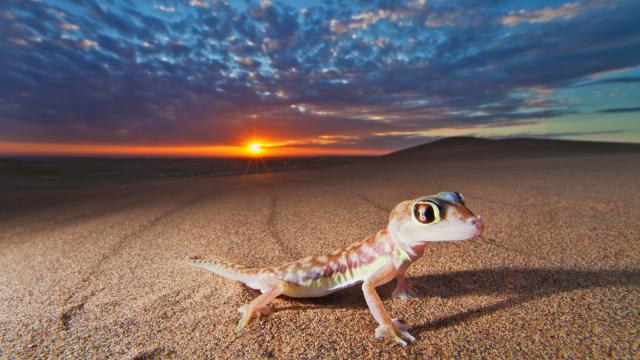 Web-footed gecko in the Namib desert, Namibia.