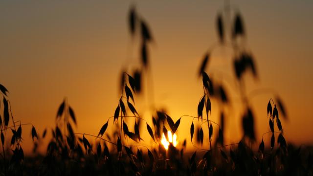 Silhouetted grass on Wimbledon Common on a summer evening. 