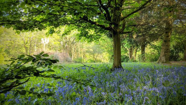 Coed y Wenallt, Wales