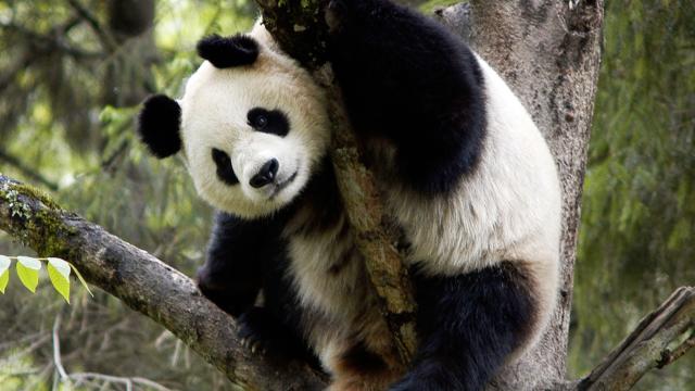 Giant panda in tree, Wolong Nature Reserve, China. © Bernard De Wetter / WWF