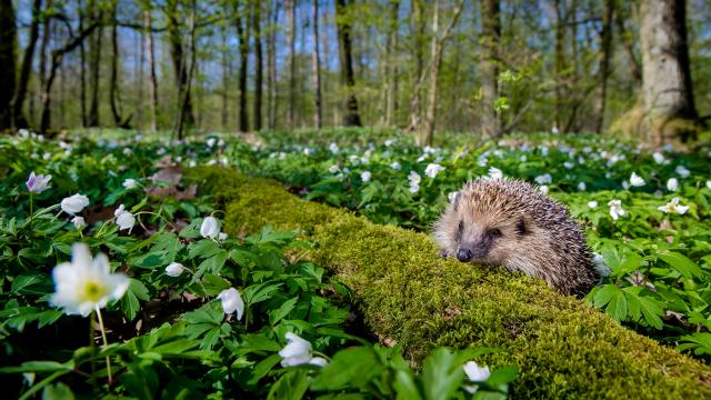 Hedgehog in woodlands © naturepl.com / Klein & Hubert / WWF