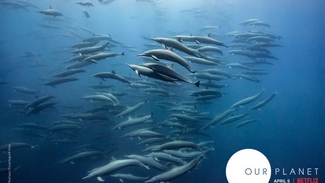 Many dolphins swimming together