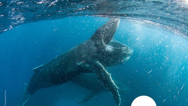 Two whales in the ocean