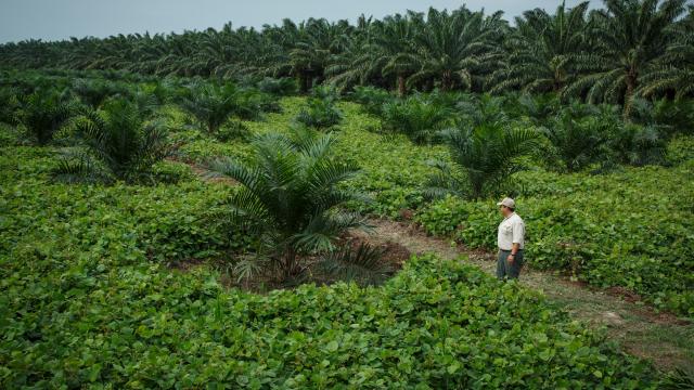 Cover crops reduce evaporation and improve soil. Agrocaribe, a Guatemalan company, was awarded the Roundtable on Sustainable Palm Oil (RSPO) certificate.