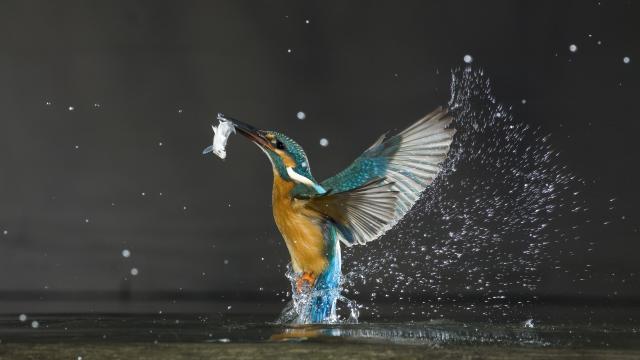 Kingfisher, Balatonfuzfo, Hungary © Wild Wonders of Europe / Laszlo Novak / WWF