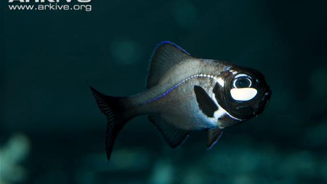 Bioluminescent fish 