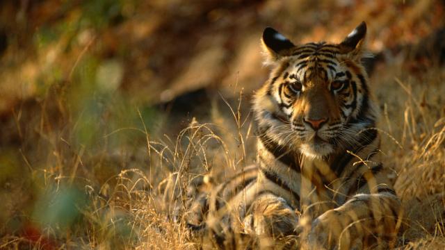 An image of a tiger laid down in some grass