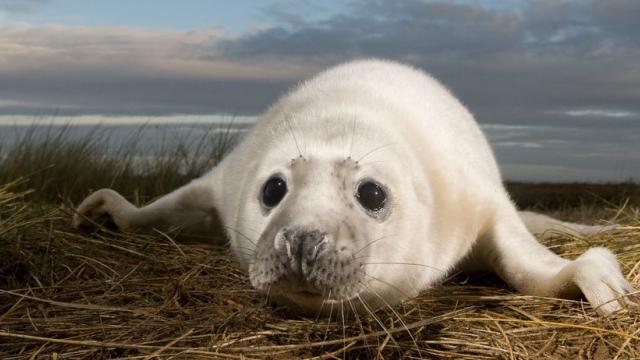Grey seal pup on UK beach