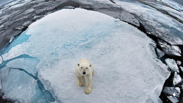 Polar Bear © naturepl.com / Paul Williams / WWF