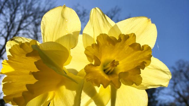 Daffodils