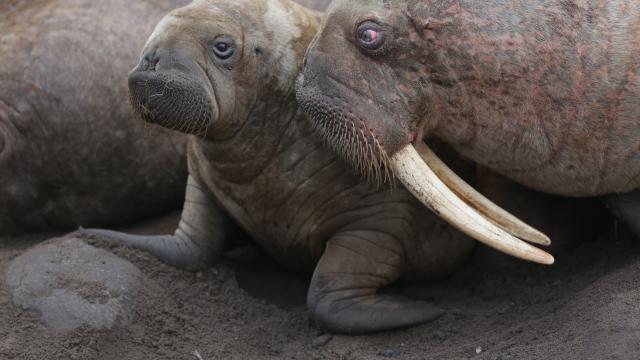 Here are our top 10 facts about Walrus | WWF