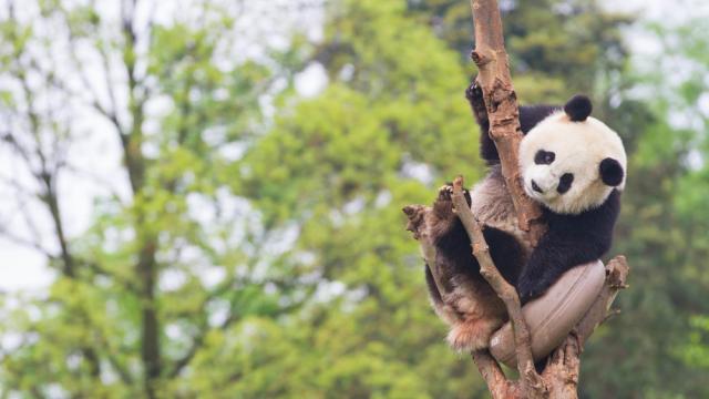 Young Panda in tree