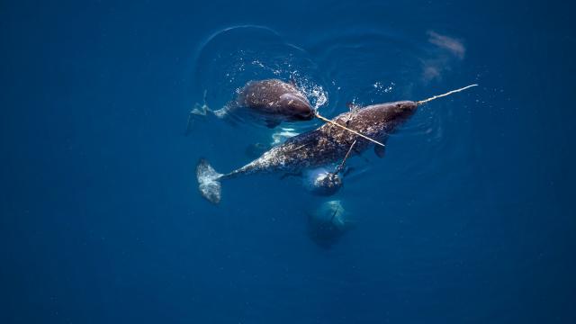 Narwhals swimming together