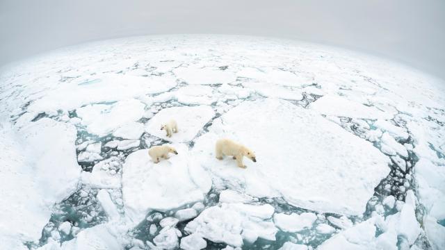 Polar bear (Ursus maritimus) mother and two cubs standing on fractured ice floe. © Richard Barrett / WWF-UK