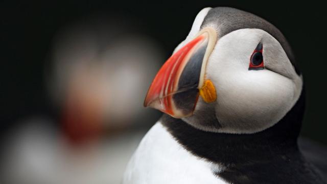 Close up of puffin
