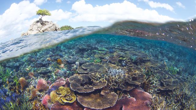 A vibrant, healthy coral reef