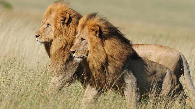 Two male lions at the Senegeti National Park, Tanzania