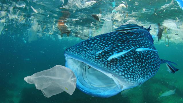 Whale shark, plastic ocean pollution