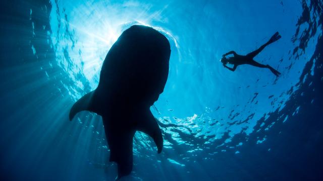 Whale shark feeding
