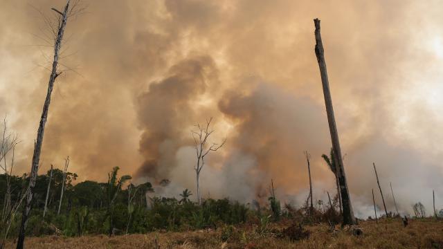 Amazon fires destruction