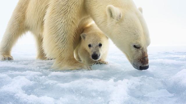 Polar bear female with a single young cub