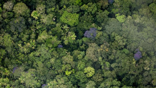 Pristine amazon forest