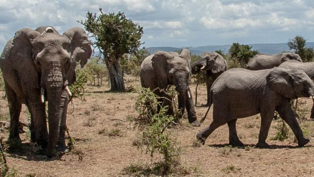 Collared African Elephant herd