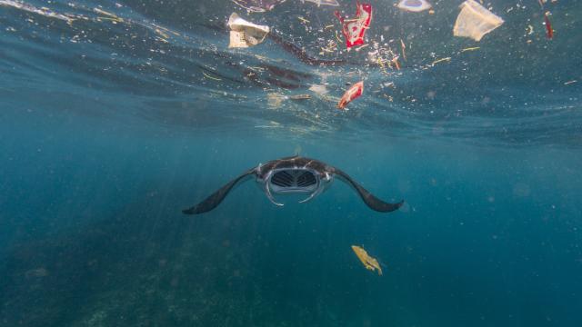 A reef manta ray (Mobula alfredi) swimming in the ocean surrounded by plastic waste, 
