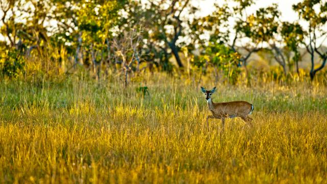 The Cerrado encompasses the area west of the Brazilian Highlands. It's one of the world's oldest and most biodiverse savannahs on the planet