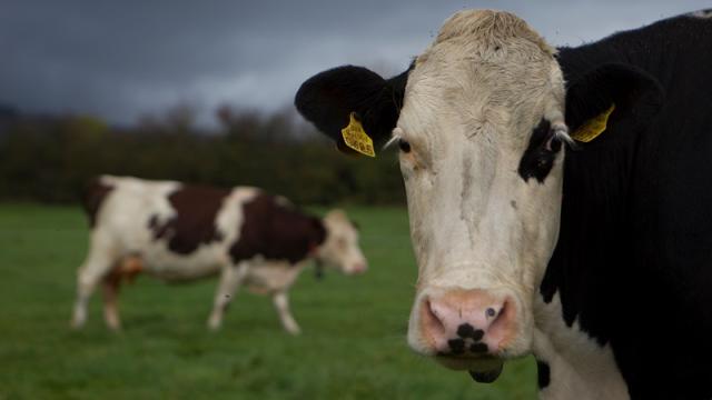 Dairy cows grazing a paddock on the orgainc dairy farm of Pat and Angela Mulrooney at Managanstown, Kilsheelan, Clonmel, Co.Tipperary.
