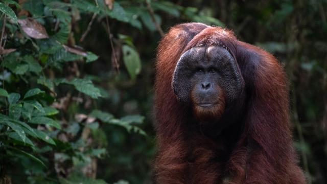 A male orangutan walks through the jungle