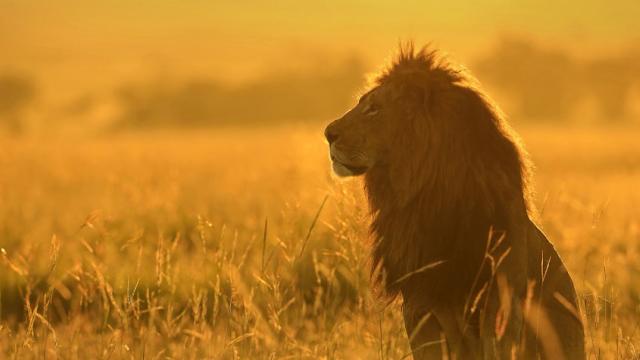 African lion in tall grass