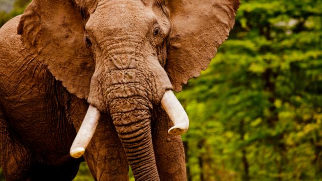 African elephant (Loxodonta africana) in the Masai Mara reserve, Kenya.