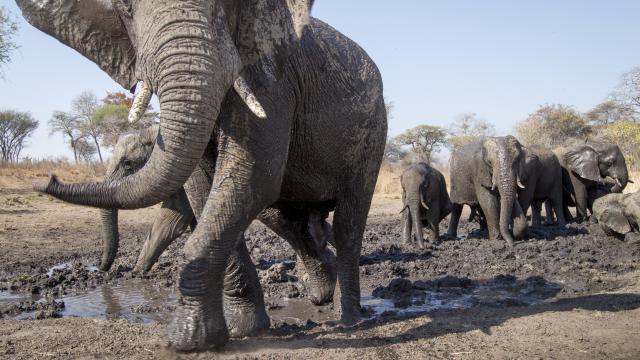 African elephants caught on camera trap, Namibia 