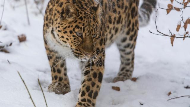 Amur leopard (Panthera pardus orientalis). Photo taken at Nordens Ark