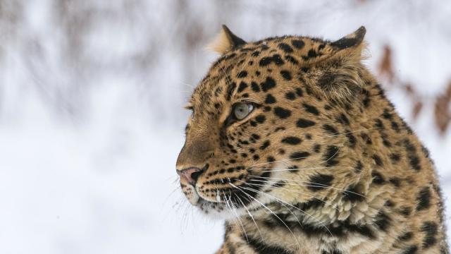 Amur leopard Nordens Ark