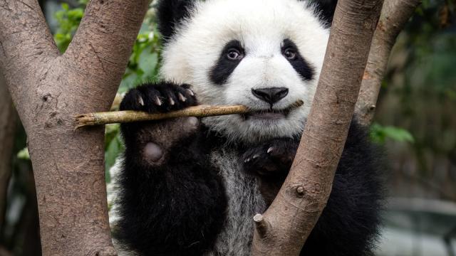 Giant panda eating Bamboo