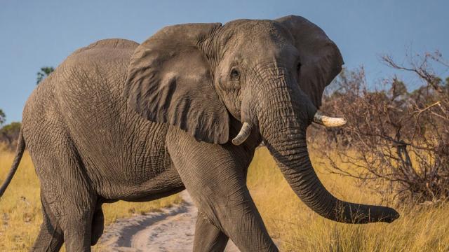 African elephant in the Mashatu Game Reserve in Botswana, Africa