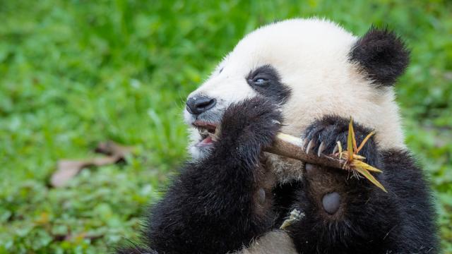 Giant panda eating bamboo