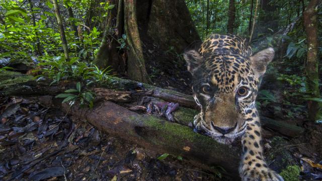 A jaguar (Panthera onca), photographed deep inside the Nouragues Natural Reserve