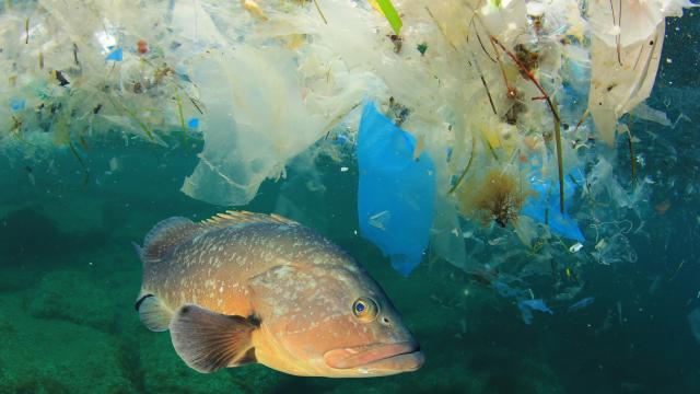 Fish and plastic pollution in sea. Microplastics contaminate seafood