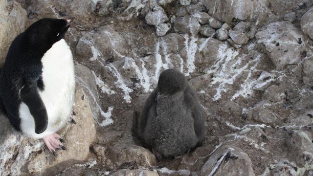 Adelie penguin chick